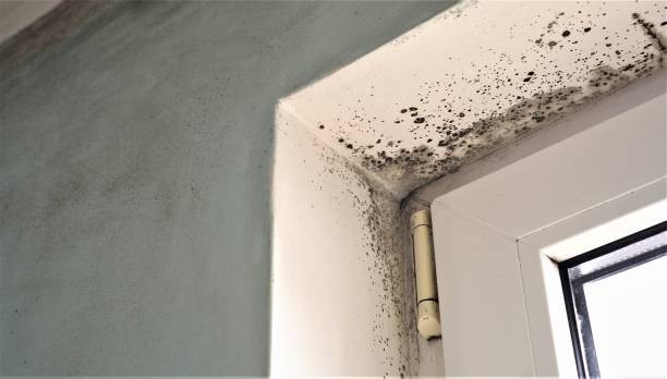 Best Mold Odor Removal Services  in Mount Joy, PA