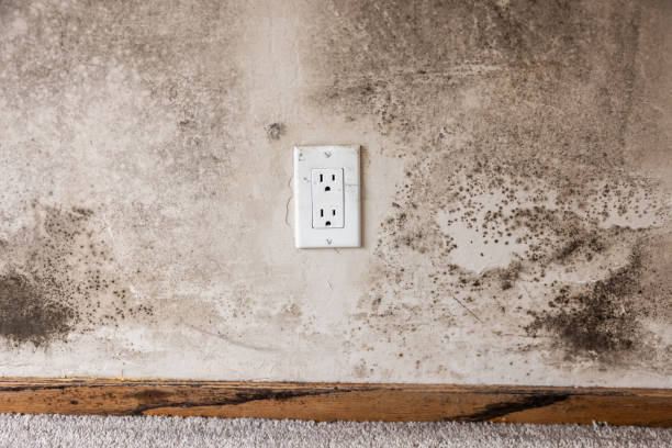 Best Water Damage & Mold Remediation  in Mount Joy, PA