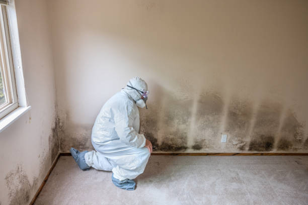 Best Industrial Mold Remediation  in Mount Joy, PA