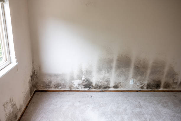 Best Forensic Mold Investigation  in Mount Joy, PA