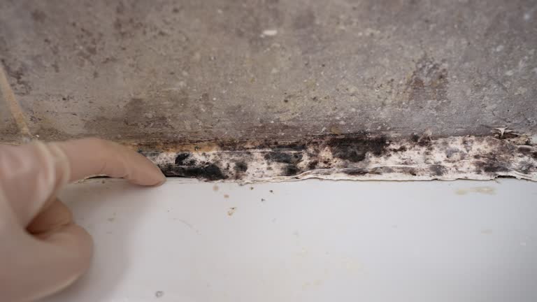 Best Mold-Related Health Consultation  in Mount Joy, PA